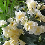 Oleander Отель Манавгат