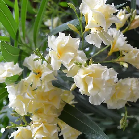Oleander ホテル シダ