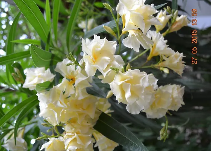 Oleander Szálloda Manavgat